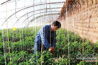 临泽县倪家营镇汪家墩村 设施蔬菜大棚里的春耕新景象