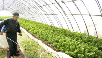 大棚蔬菜施药防误区，农户需规避六不宜