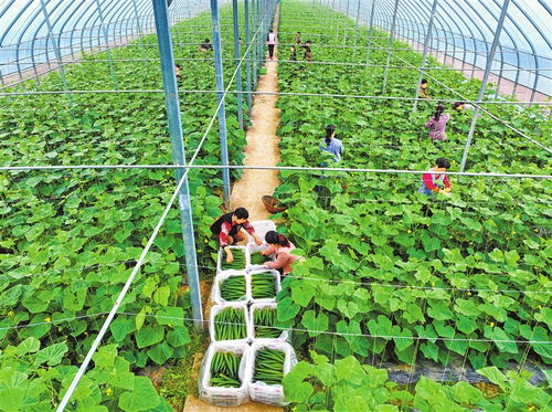 田间奏响丰收曲 蔬菜种植的喜悦与辛劳