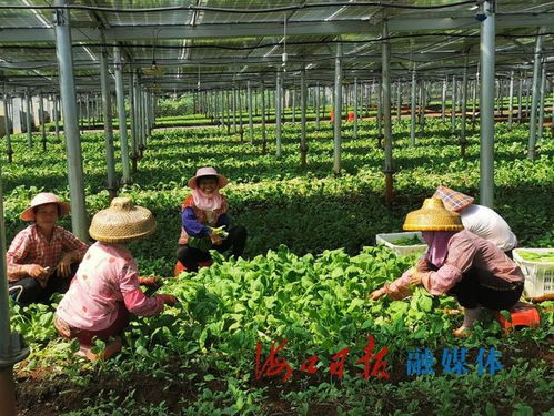 海口这个基地，登上《人民日报》头版！蔬菜种植的“绿色奇迹”