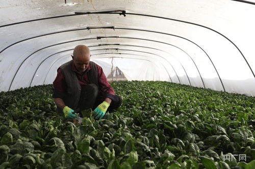 干一行 爱一行 让蔬菜种植成为一束光