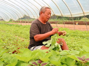 三茬蔬菜，三亩地年入三万 农民种植高手的高效秘诀