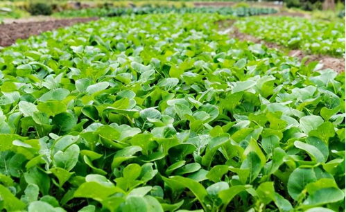 农村蔬菜种植中使用人尿做肥料的可行性分析
