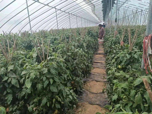 茄果满园金满仓 探寻蔬菜种植的康庄致富路