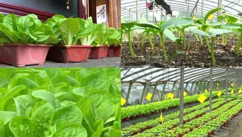 活体蔬菜种植 一棚七万多的高收益背后，能否大胆入局？