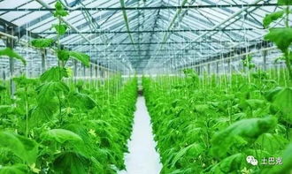 绿色蔬菜种植技术要点