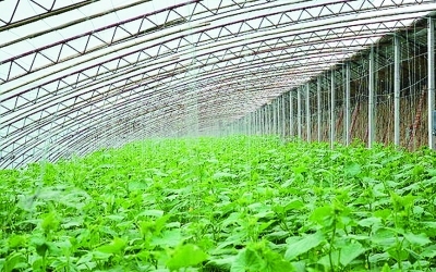 气体施肥 蔬菜种植的革命性突破