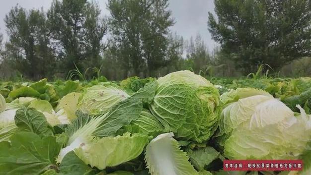 黄羊洼镇:规模化蔬菜种植拓宽振兴路