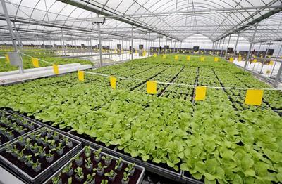 亩产6万斤有机蔬菜,全年天天采收、几乎无人的&ldquo;蔬菜工厂&rdquo;长啥样?