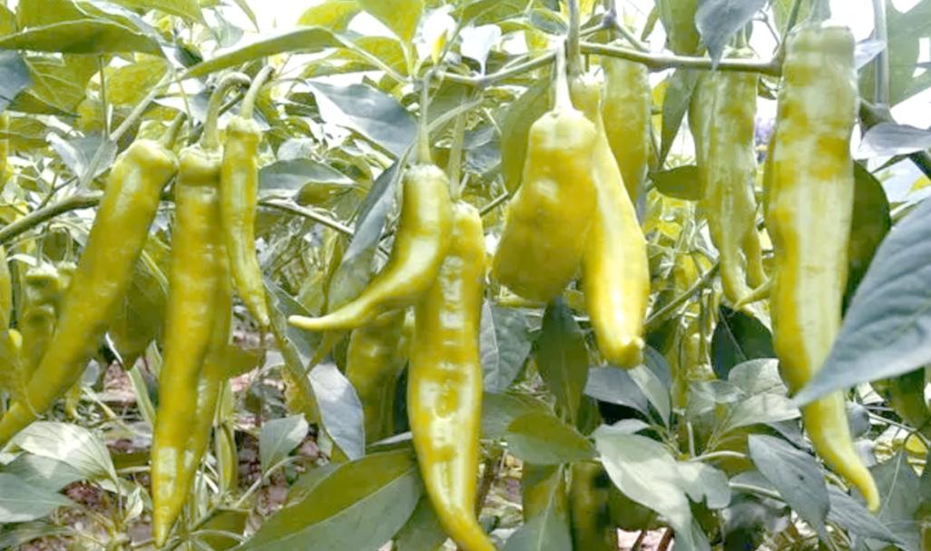 无公害蔬菜种植全程指南:从育苗到施肥的科学选择