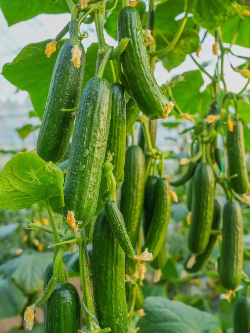 每天更新蔬菜种植的技巧#种菜小技巧 #自家菜园 #自家种植